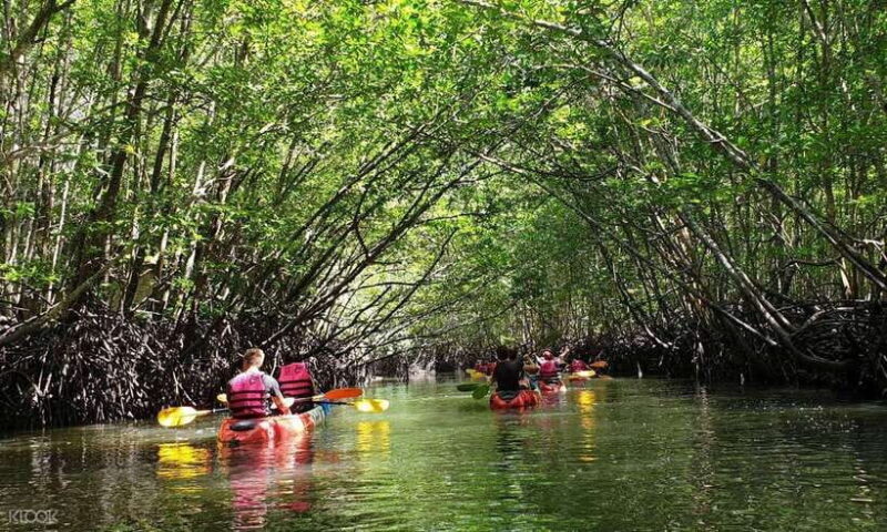 Ko Lanta: Half-Day Mangrove Kayaking Tour with Lunch - The Itinerary: What to Expect on the Mangrove Kayaking Tour