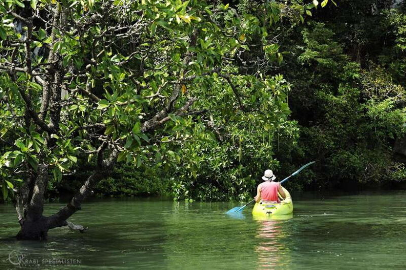 Ko Lanta: Half-Day Mangrove Kayaking Tour with Lunch - What Travelers Should Know