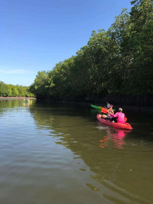 Ko Lanta: Half-Day Mangrove Kayaking Tour with Lunch - The Experience from Reviews