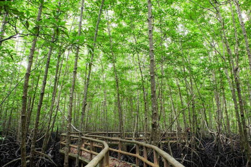 Ko Lanta: Mangrove Forest Boat Tour with Lunch or Dinner - Key Points