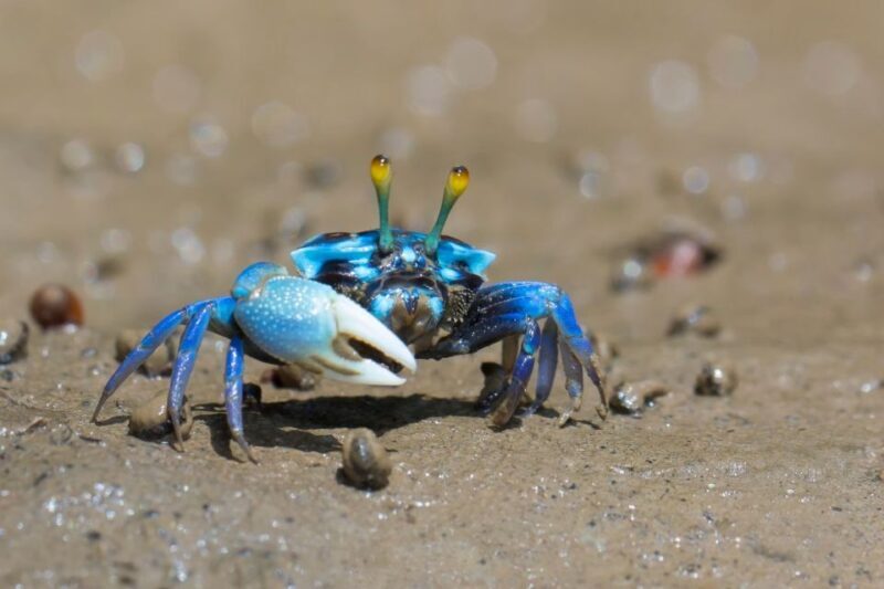 Ko Lanta: Mangrove Kayaking, Ko Talabeng, & Skull Island - What Makes This Tour Stand Out?
