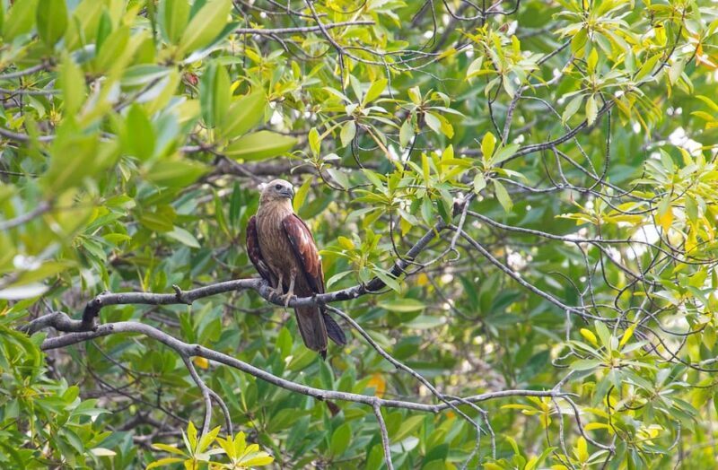 Ko Lanta: Old Town and Mangrove Forest Sightseeing Tour - Final Thoughts: Is This Tour for You?