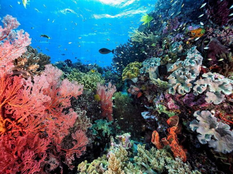 Ko Lanta: Snorkeling Adventure Tour to Koh Rok and Koh Haa - A Practical Breakdown of the Tour Experience