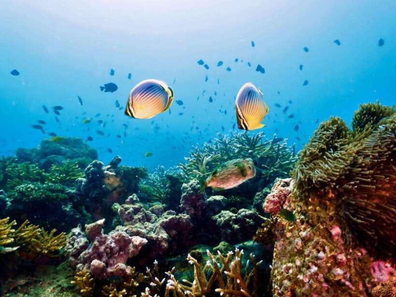 Ko Lanta: Snorkeling Adventure Tour to Koh Rok and Koh Haa - FAQ