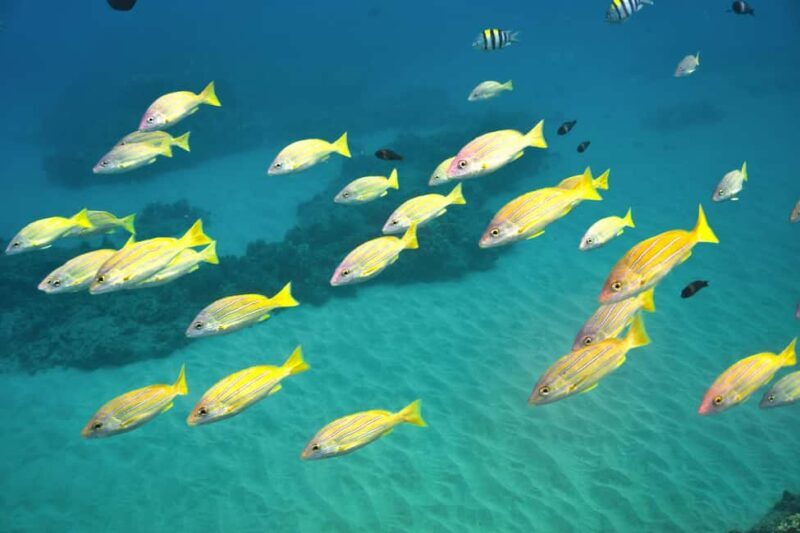 Ko Olina Exclusive Snorkel + Lunch - The Itinerary: A Glimpse of West Oahu’s Coastline