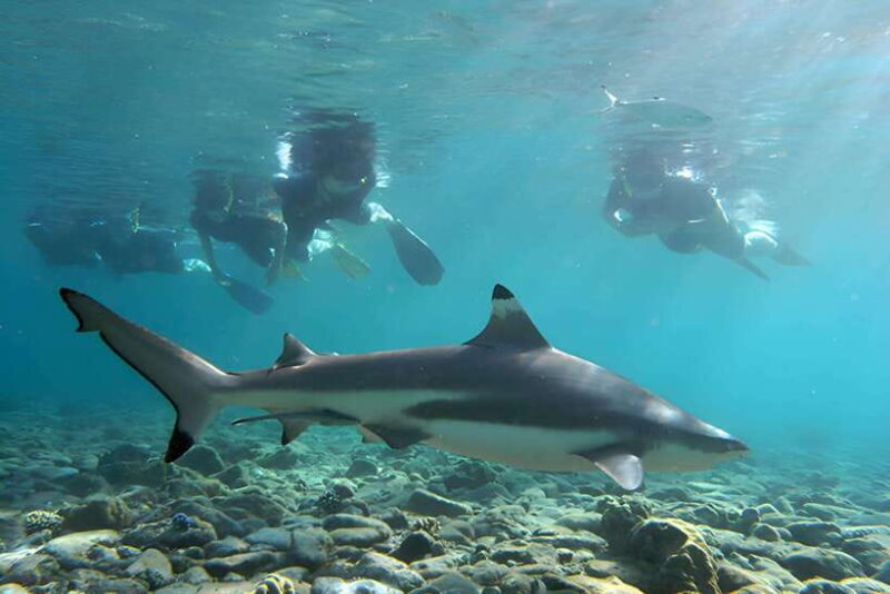 Ko Phi Phi Don: Speedboat Day Trip with Shark Snorkeling - The Itinerary Breakdown