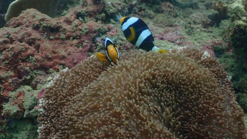 Ko Phi Phi Don: Speedboat Day Trip with Shark Snorkeling - Authentic Experiences: What Travelers Say