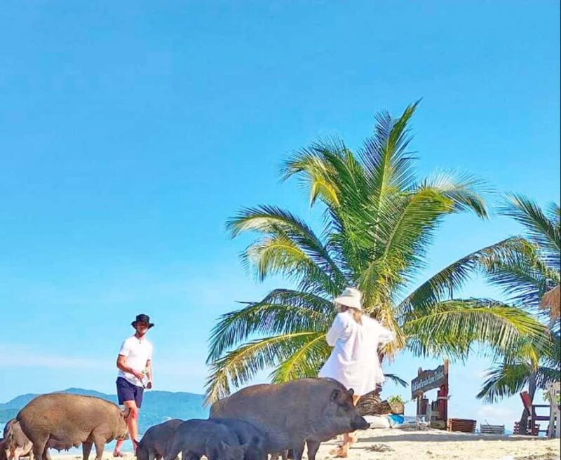 Ko Samui: Pig Island Snorkeling and Koh Tan Speedboat Tour - The Sum Up