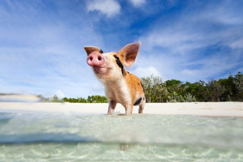 Ko Samui: Private Longtail Boat Tour to Koh Madsum & Koh Tan - Final Thoughts: Is It Worth It?