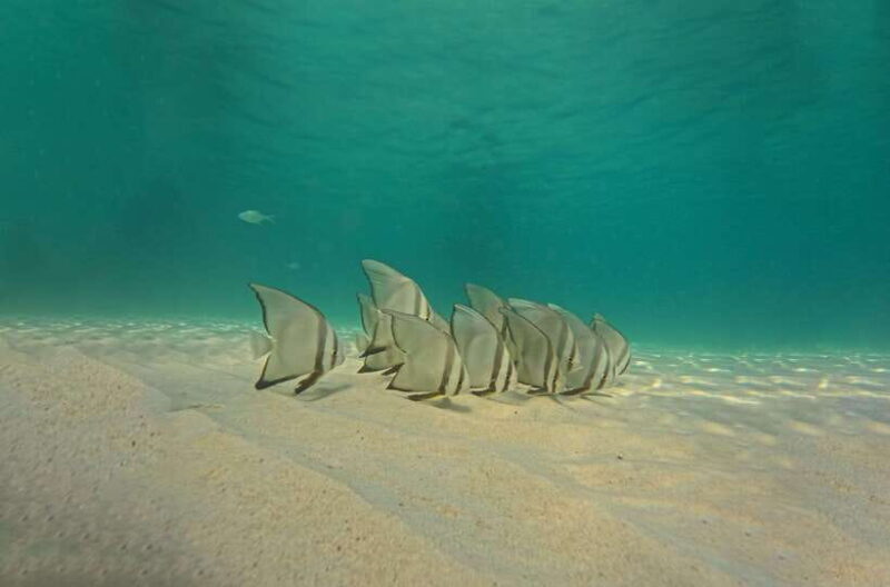 Ko Tao: Late Riser Snorkeling Tour with Lunch and Photos - FAQ