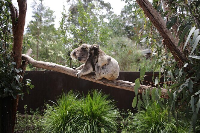 Koala Experience at Healesville Sanctuary - excl. entry - An Honest Look at the Koala Experience