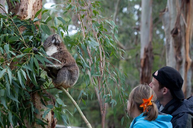 Koala Experience at Healesville Sanctuary - excl. entry - FAQ