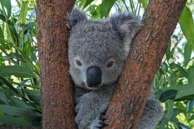 Koala & Kangaroos Experience, Waterfalls and Scenic Train Journey - What the Tour Offers: An In-Depth Look