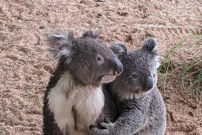 Koala & Kangaroos Experience, Waterfalls and Scenic Train Journey - Practical Details and Tips