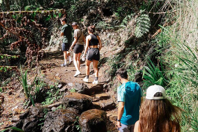 Koalas, 6 Springbrook Waterfalls and Natural Bridge Day Tour - The Sum Up: Is This Tour Right for You?