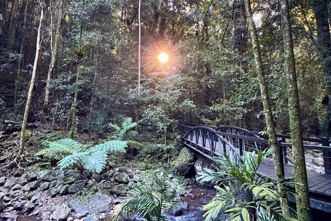 Koalas, 6 Springbrook Waterfalls and Natural Bridge Day Tour - FAQ
