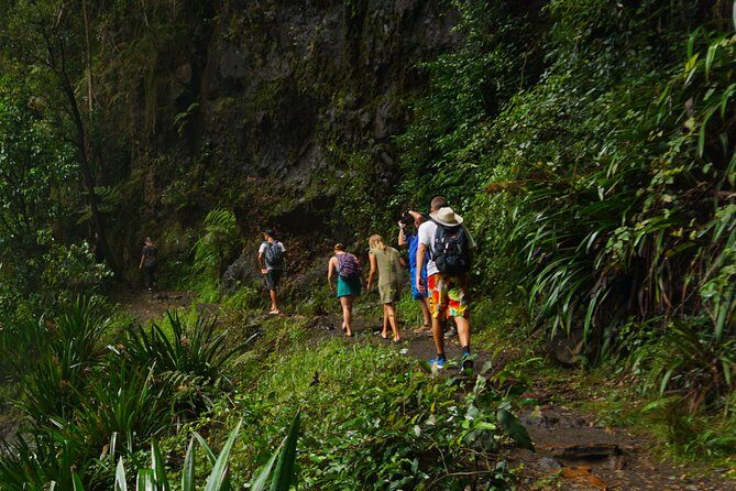 Koalas, Glow Worms & Kangaroos - Nature & Rainforest Walk - An In-Depth Look at the Tour Experience