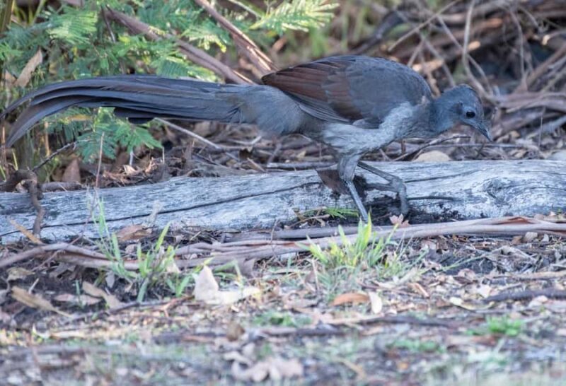 Koalas, Kangaroos and Lyrebirds - An In-Depth Look at the Experience