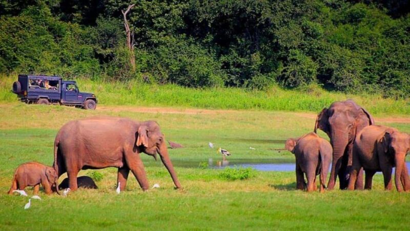 Kochi:- 03 Days Periyar Wildlife With Mararikulam Beach Tour - Practical Tips for Travelers