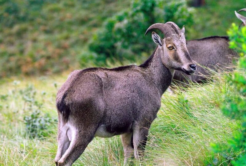 Kochi:- 03 Days Periyar Wildlife With Mararikulam Beach Tour - Frequently Asked Questions