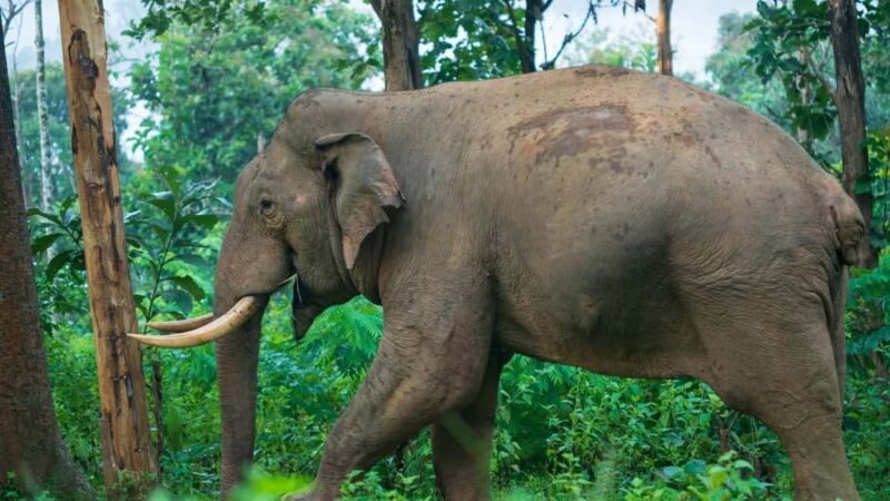 Kochi:4 Day Private Tour of Munnar, Alleppey with House boat - Key Points