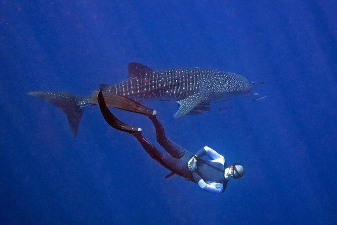 Koh Chang Freedive Trip ( Start at Koh Chang) - The Itinerary: What’s Included and What to Expect