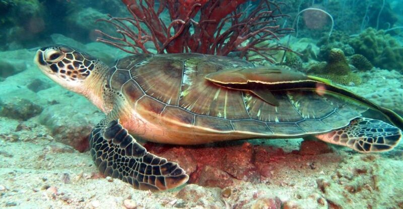 Koh Chang: Half-Day Snorkeling Adventure on a Speedboat - What to Expect from the Speedboat Snorkeling Tour
