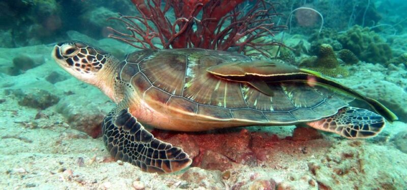 Koh Chang: Half-Day Snorkeling Adventure on a Speedboat - The Value of This Tour