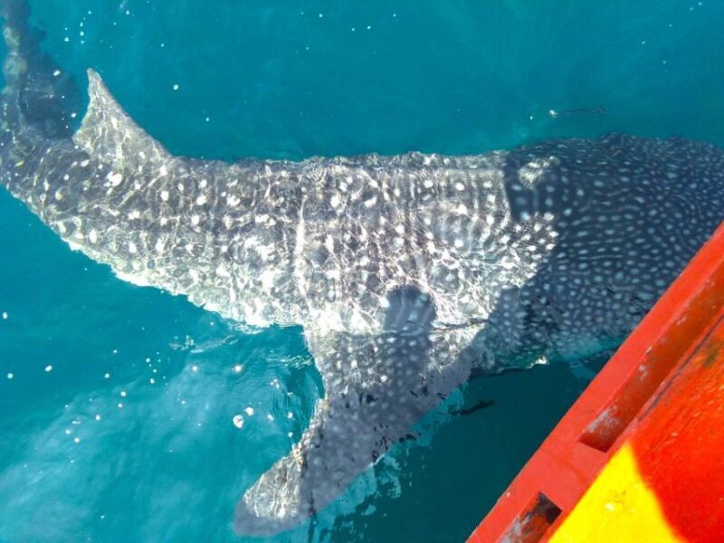 Koh Chang: Snorkeling Trip to Reefs or Wrecks with Lunch - Value for Money and Logistical Tips