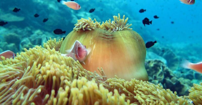 Koh Chang: Snorkeling Trip to Reefs or Wrecks with Lunch - Who Will Enjoy This Tour?
