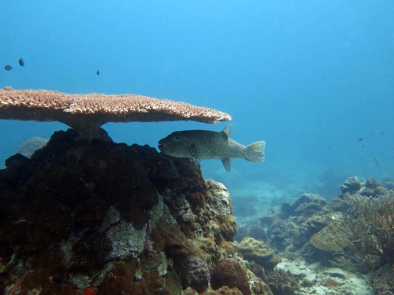 Koh Chang: Snorkeling Trip to Reefs or Wrecks with Lunch - Practical Tips for Travelers