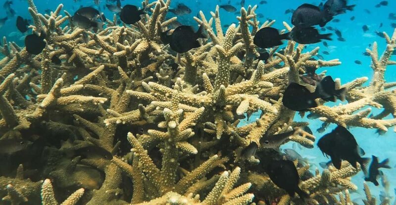 Koh Kood or Koh Rang: Snorkeling trip with lunch & transfer - Key Points