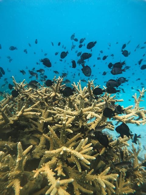 Koh Kood or Koh Rang: Snorkeling trip with lunch & transfer - An In-Depth Look at the Tour Experience