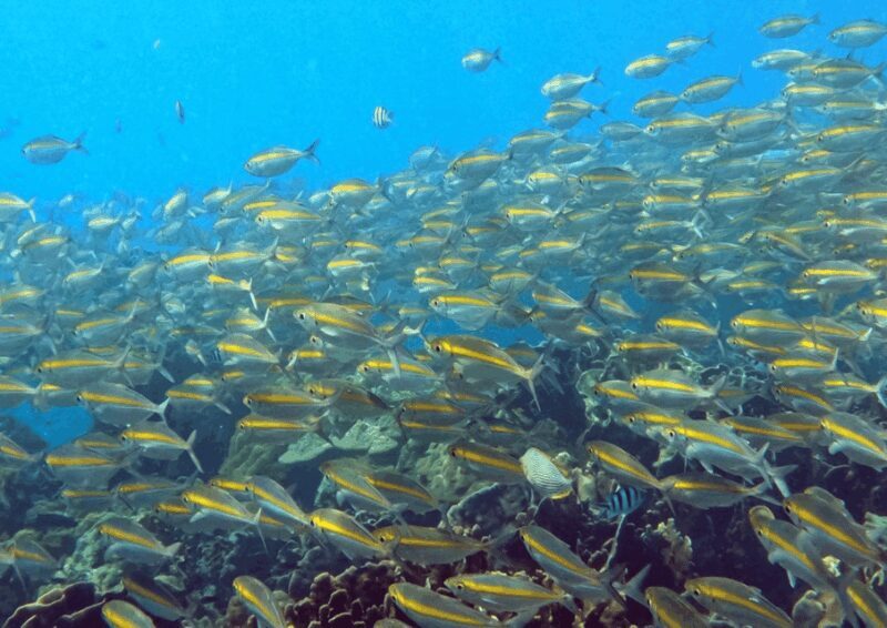 Koh Kood: Snorkeling Speedboat Tour with Lunch and Transfer - Who Should Consider This Tour?
