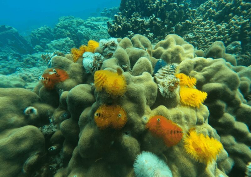 Koh Kood: Snorkeling Speedboat Tour with Lunch and Transfer - Final Thoughts: Is It Worth It?