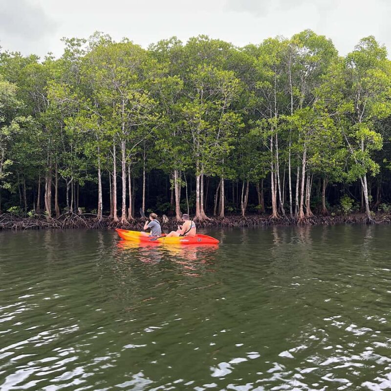 Koh Lanta: Amazon Mangrove Kayaking Tour With Lunch - Exploring the Tour: What You Can Expect