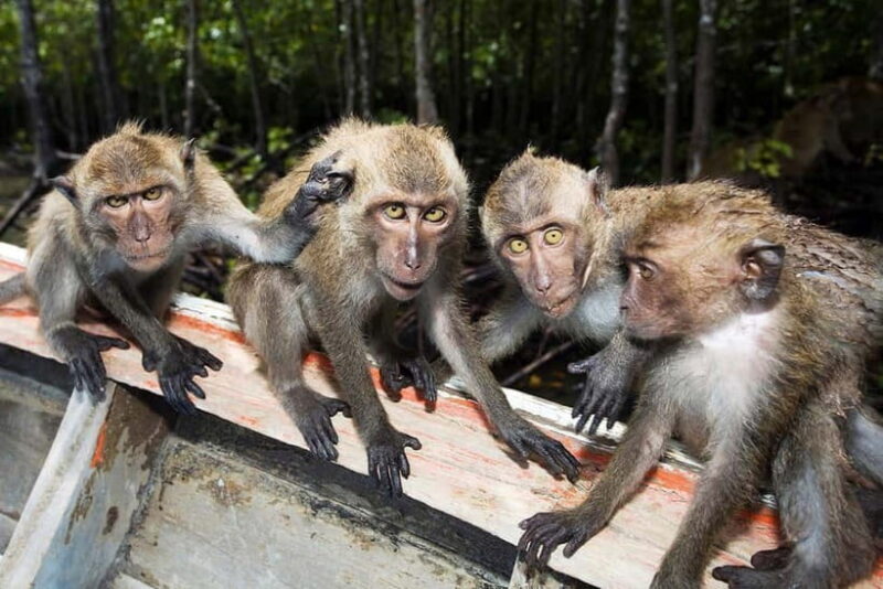 Koh Lanta: Paddle Serenity & Thung Yee Pheng's Mangrove Maze - Pricing and Value