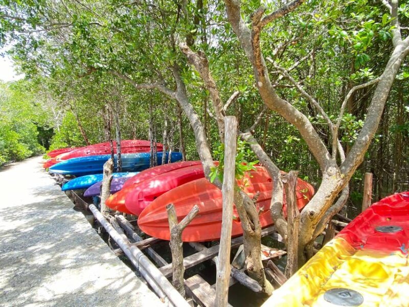 Koh Lanta:Mangrove + Elephant Camp Half Day Tour - The Experience: What It Feels Like