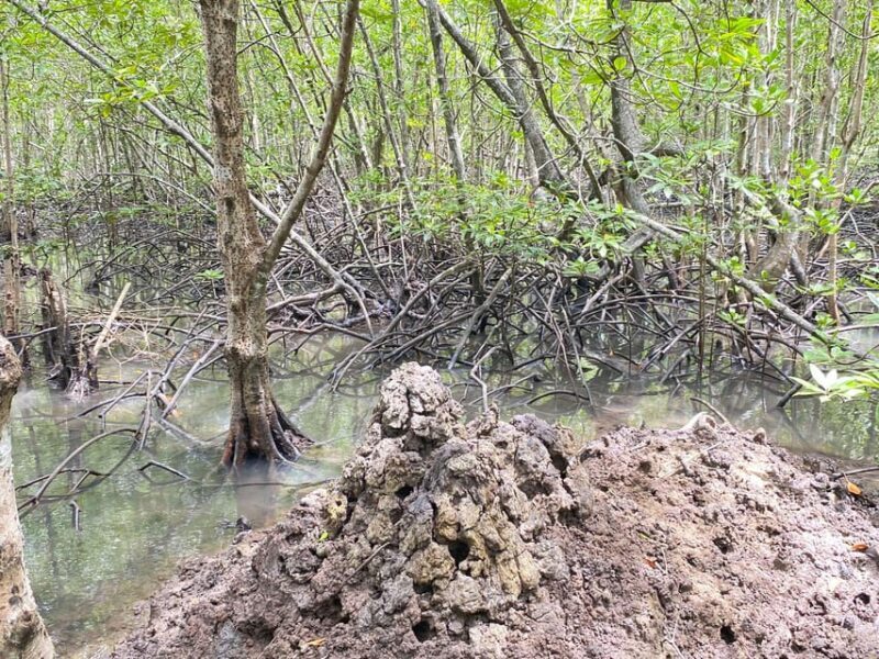 Koh Lanta:Mangrove + Elephant Camp Half Day Tour - Practical Tips for Travelers