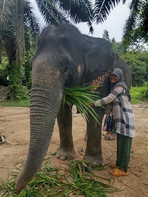 Koh Lanta:Mangrove + Elephant Camp Half Day Tour - Final Thoughts
