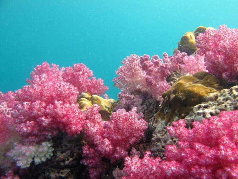 Koh Lipe: 5 Island Snorkeling Trip by Longtail Boat w/ Lunch - Authentic Opinions from Past Travelers