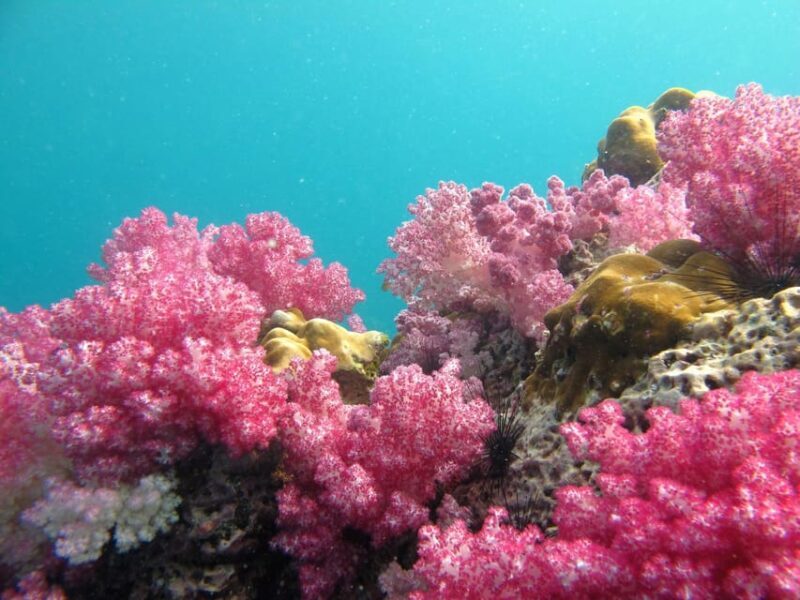 Koh Lipe: 5 Island Snorkeling Trip by Longtail Boat w/ Lunch - FAQs