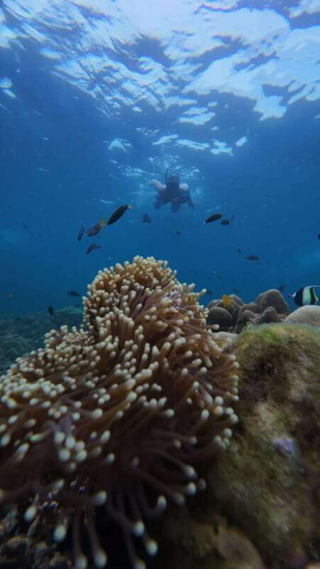 Koh Lipe: Half-Day Snorkeling (Morning/Afternoon/Sunset) - Key Points