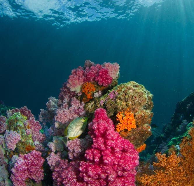 Koh Lipe: Island Hopping by Private Longtail Boat w/ Snorkel - FAQs