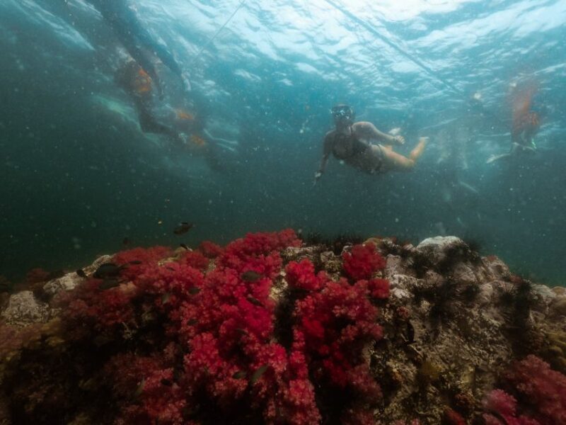 Koh Lipe: Longtail Boat Snorkeling Trip Program A - Who Will Love This Tour?