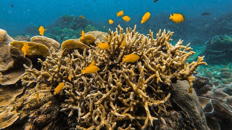 Koh Lipe: Longtail Boat Snorkeling Trip Program A - Considerations and Possible Drawbacks