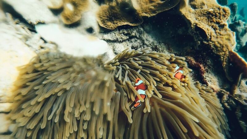 Koh Lipe: Longtail Boat Snorkeling Trip Program A - The Bottom Line: Who Is This Tour Best For?