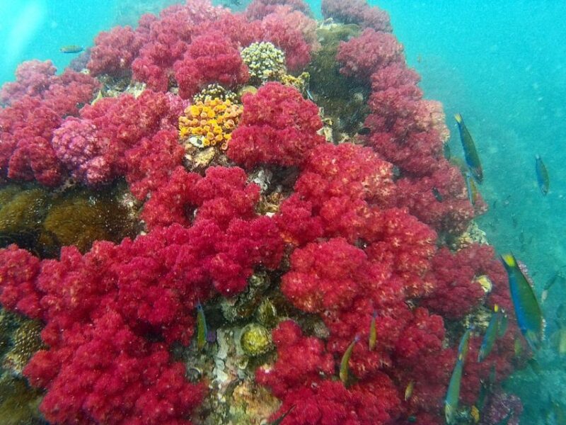 Koh Lipe Snorkeling Trip 6 hours Trip1 - The Itinerary Breakdown: What You Can Expect
