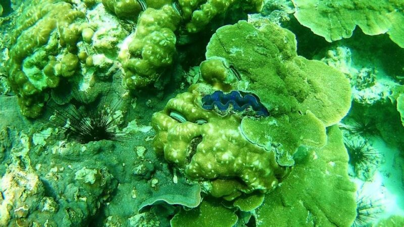Koh Lipe Snorkeling Trip 6 hours Trip1 - What’s Included & What to Bring