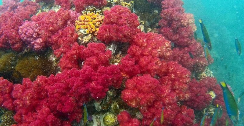 Koh Lipe Snorkeling Trip 6 hours Trip1 - Who Will Love This Tour?